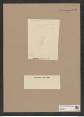 Coscinodiscus sp. (de-Toni-Nr.: Genus 202) Zeichnungen Sammlung Grunow Nr. 8506 (NHMW-BOT-W0377984)